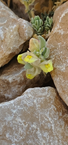 Kickxia floribunda (Kickxia floribunda)