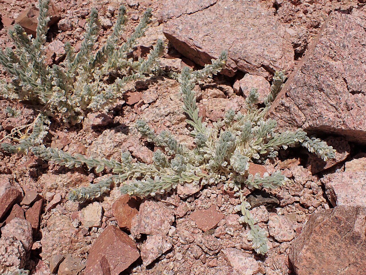 Kickxia floribunda: Kickxia floribunda in mountains W from Rashidiyah in Jordan