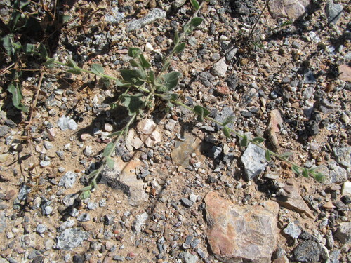 Kickxia lanigera (Kickxia lanigera)
