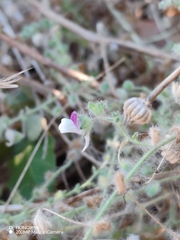 Kickxia lanigera (Kickxia lanigera)