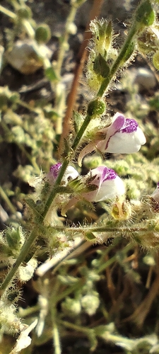 Kickxia lanigera (Kickxia lanigera)