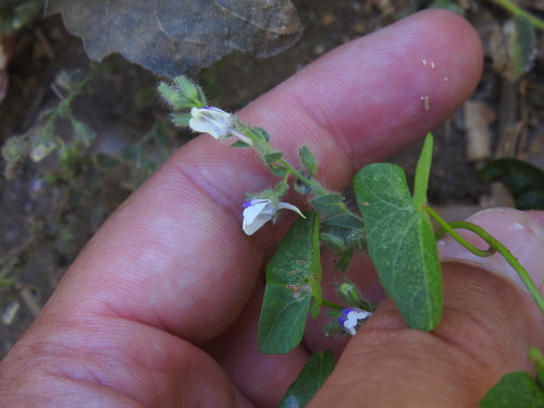 Kickxia lanigera (Kickxia lanigera)