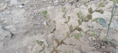 Kickxia lanigera (Kickxia lanigera)