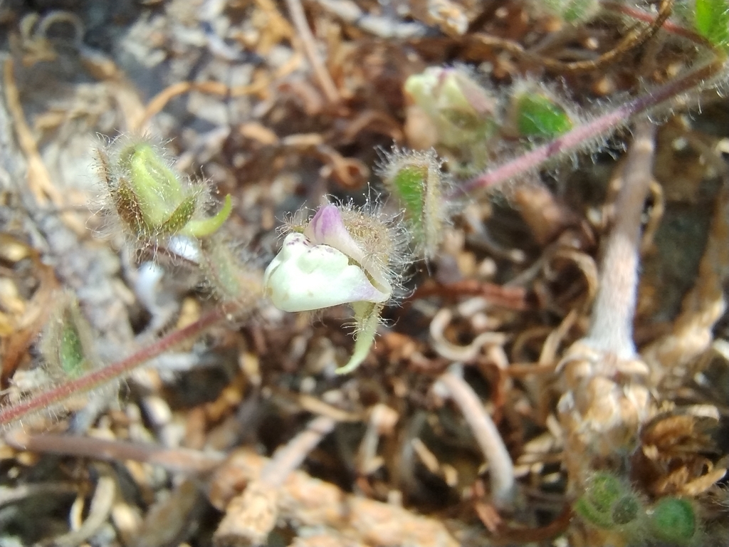 Kickxia lanigera (Kickxia lanigera)