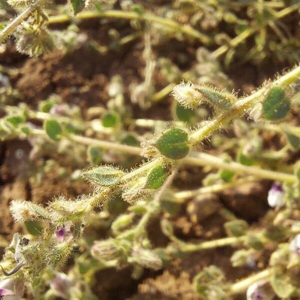 Kickxia lanigera (Kickxia lanigera)