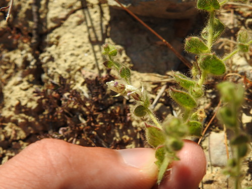 Kickxia lanigera (Kickxia lanigera)
