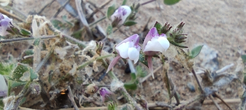 Kickxia lanigera (Kickxia lanigera)