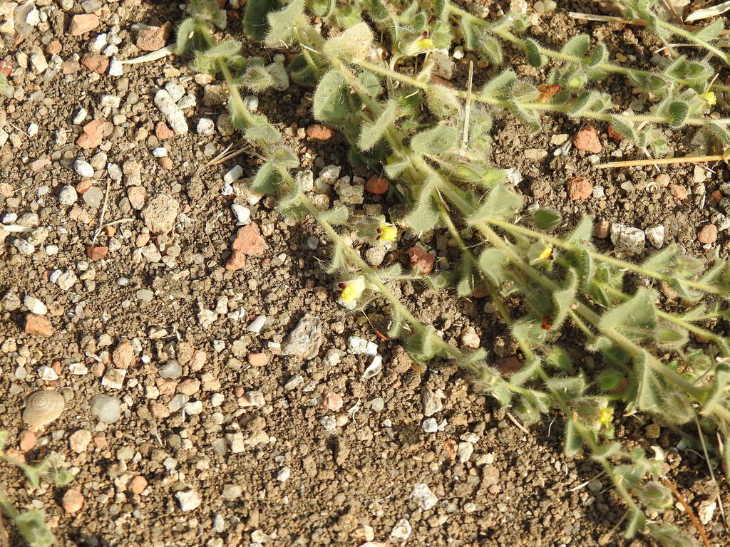 Roundleaf cancerwort (Kickxia spuria)