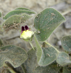 Roundleaf cancerwort (Kickxia spuria)