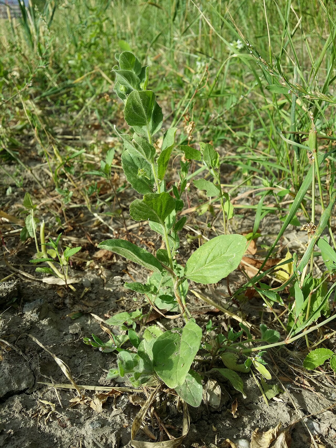 Roundleaf cancerwort: Habitus Taxonym: Kickxia elatine and Kickxia spuria ss Fischer et al. EfÖLS 2008 ISBN 978-3-85474-187-9 Location: fields N of Hasswellgasse next to Groß-Jedlers