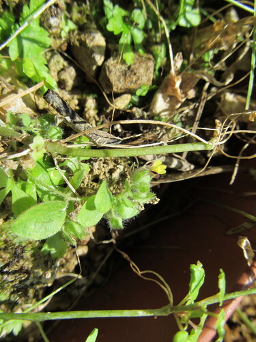 Roundleaf cancerwort (Kickxia spuria)