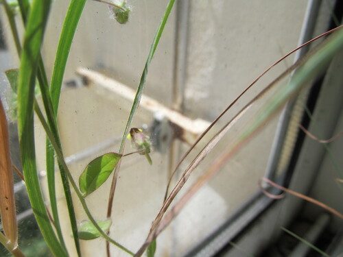 Roundleaf cancerwort (Kickxia spuria)