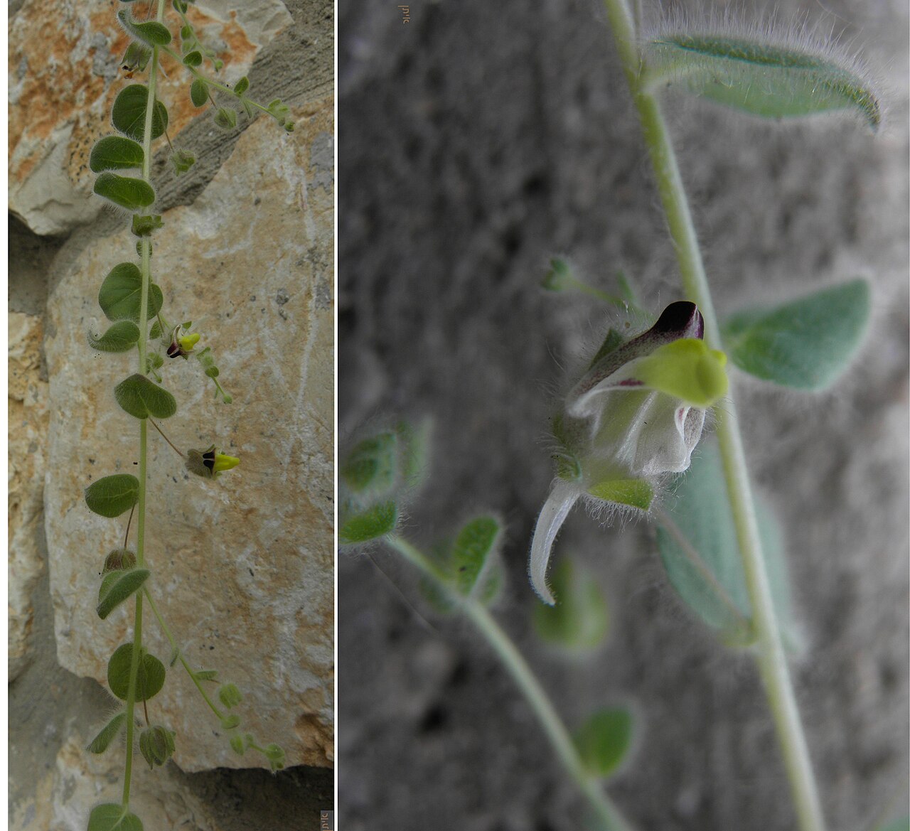 Roundleaf cancerwort: Kickxia spuria עפעפית עגולת עלים, צולם ביקנעם