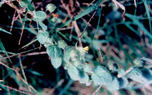 Roundleaf cancerwort (Kickxia spuria)