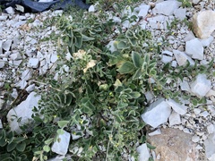 Roundleaf cancerwort (Kickxia spuria)
