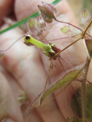Roundleaf cancerwort (Kickxia spuria)