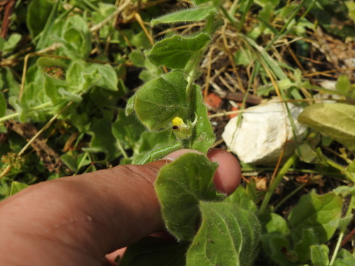 Roundleaf cancerwort (Kickxia spuria)
