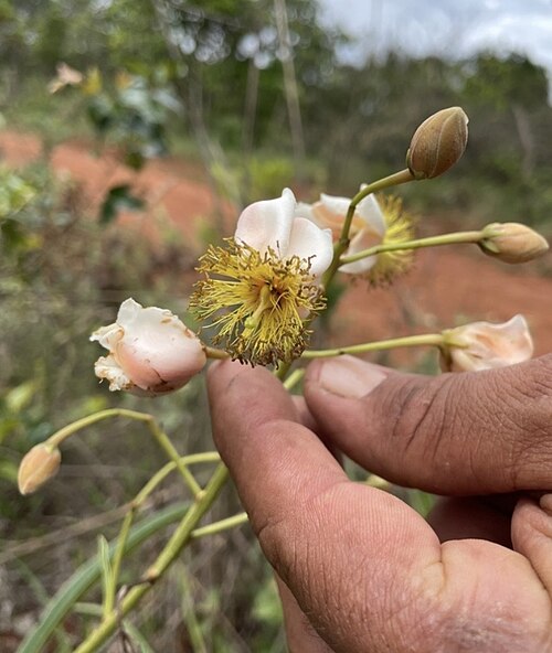 Kielmeyera abdita: Registro de Kielmeyera abdita em Parque Nacional de Brasília.