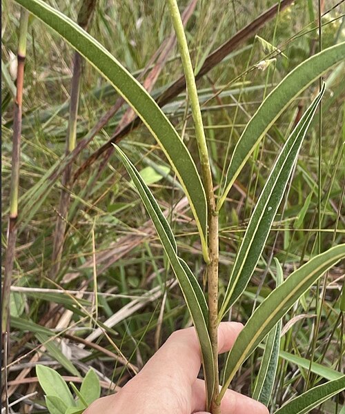 Kielmeyera abdita: Registro de Kielmeyera abdita em Floresta Nacional de Brasília.