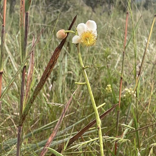 Kielmeyera abdita: Registro de Kielmeyera abdita em Floresta Nacional de Brasília.