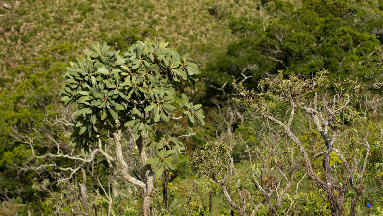 Kielmeyera coriacea: Kielmeyera coriacea at cerrado