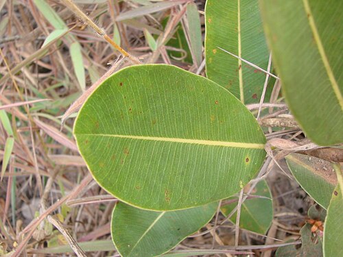Kielmeyera coriacea: Kielmeyera coriacea - CLUSIACEAE Parque Nacional de Brasília - Distrito Federal - Brasil.