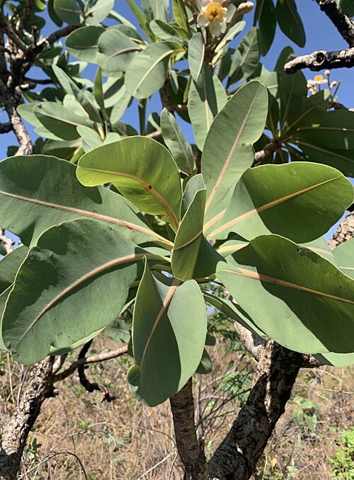Kielmeyera coriacea: Registro de Kielmeyera coriacea em Parque Estadual dos Pirineus.