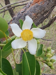 Kielmeyera lathrophyton (Kielmeyera lathrophyton)