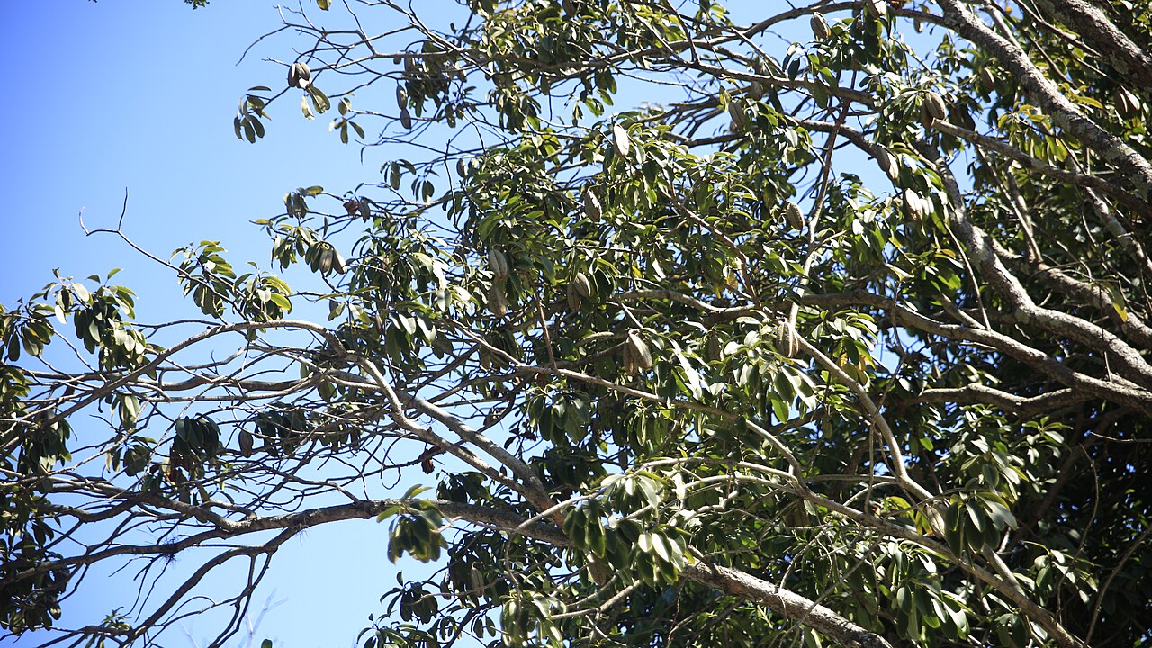 Kielmeyera lathrophyton: Kielmeyera lathrophyton do IB unicamp, Campinas (SP) - Brasil.