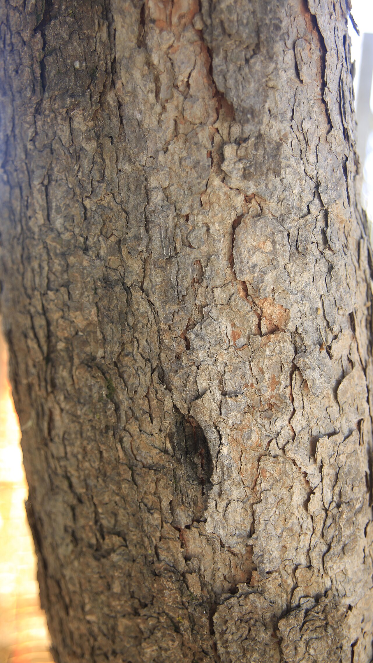 Kielmeyera lathrophyton: Kielmeyera lathrophyton do IB unicamp, Campinas (SP) - Brasil.