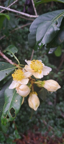 Kielmeyera membranacea (Kielmeyera membranacea)
