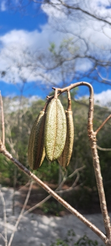 Kielmeyera membranacea (Kielmeyera membranacea)