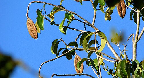 Kielmeyera neglecta: Kielmeyera neglecta Saddi