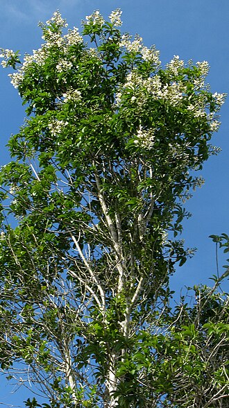 Kielmeyera neglecta: Kielmeyera neglecta Saddi