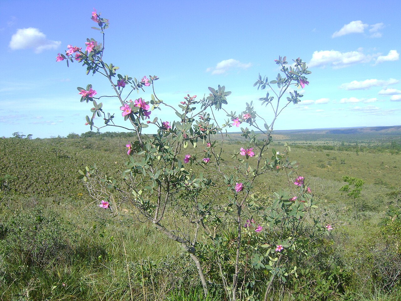 Kielmeyera rubriflora: Exemplar adulto da Rosa-do-Cerrado, Kielmeyera rubriflora .