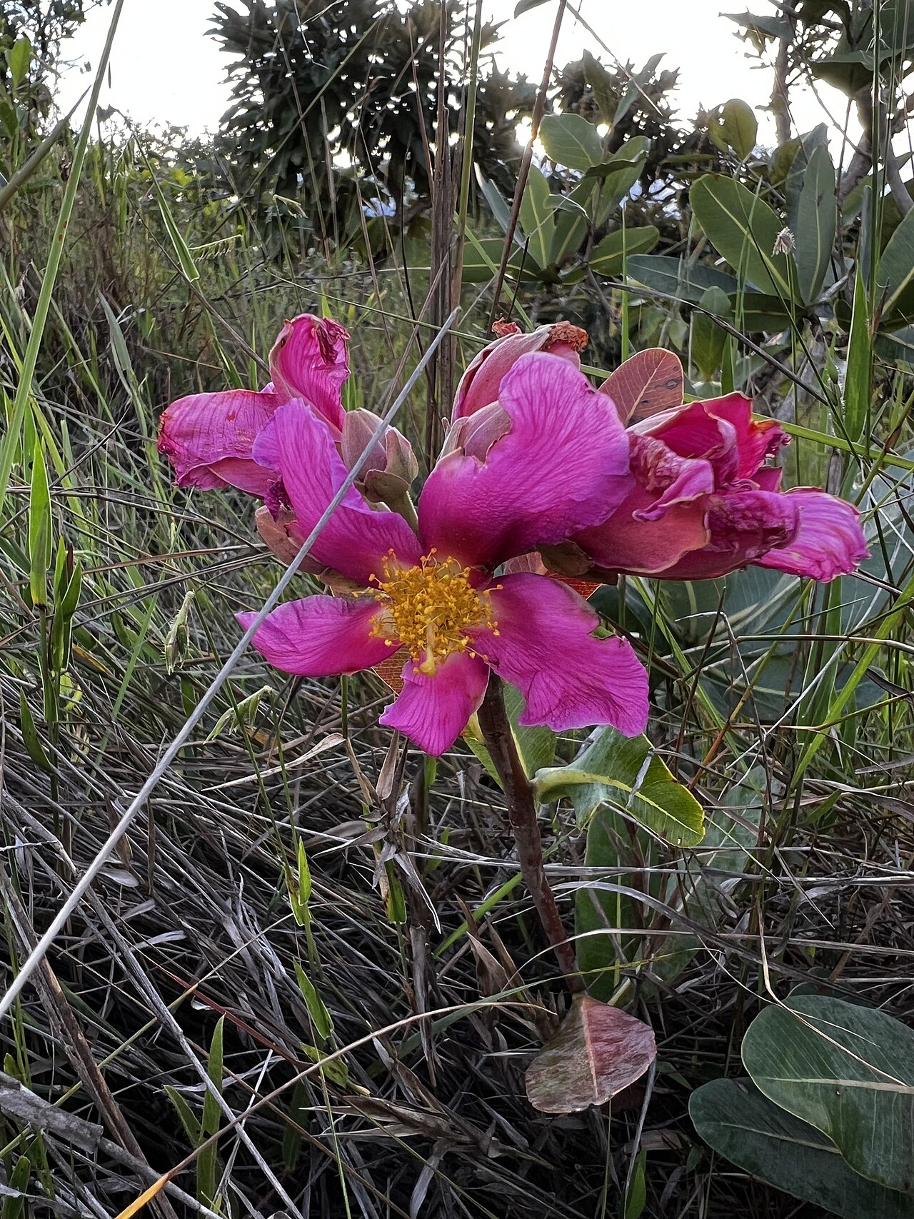 Kielmeyera rubriflora: Kielmeyera rubriflora, Cocalzinho De Goiás, GO, BR, 2024-04-05 (iNaturalist).