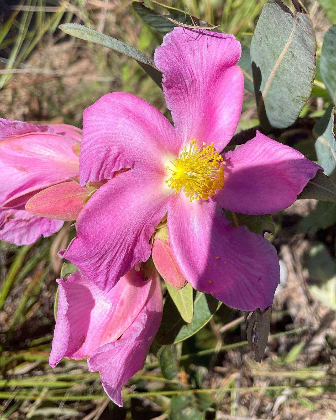 Kielmeyera rubriflora: Registro de Kielmeyera rubriflora em Parque Nacional de Brasília.