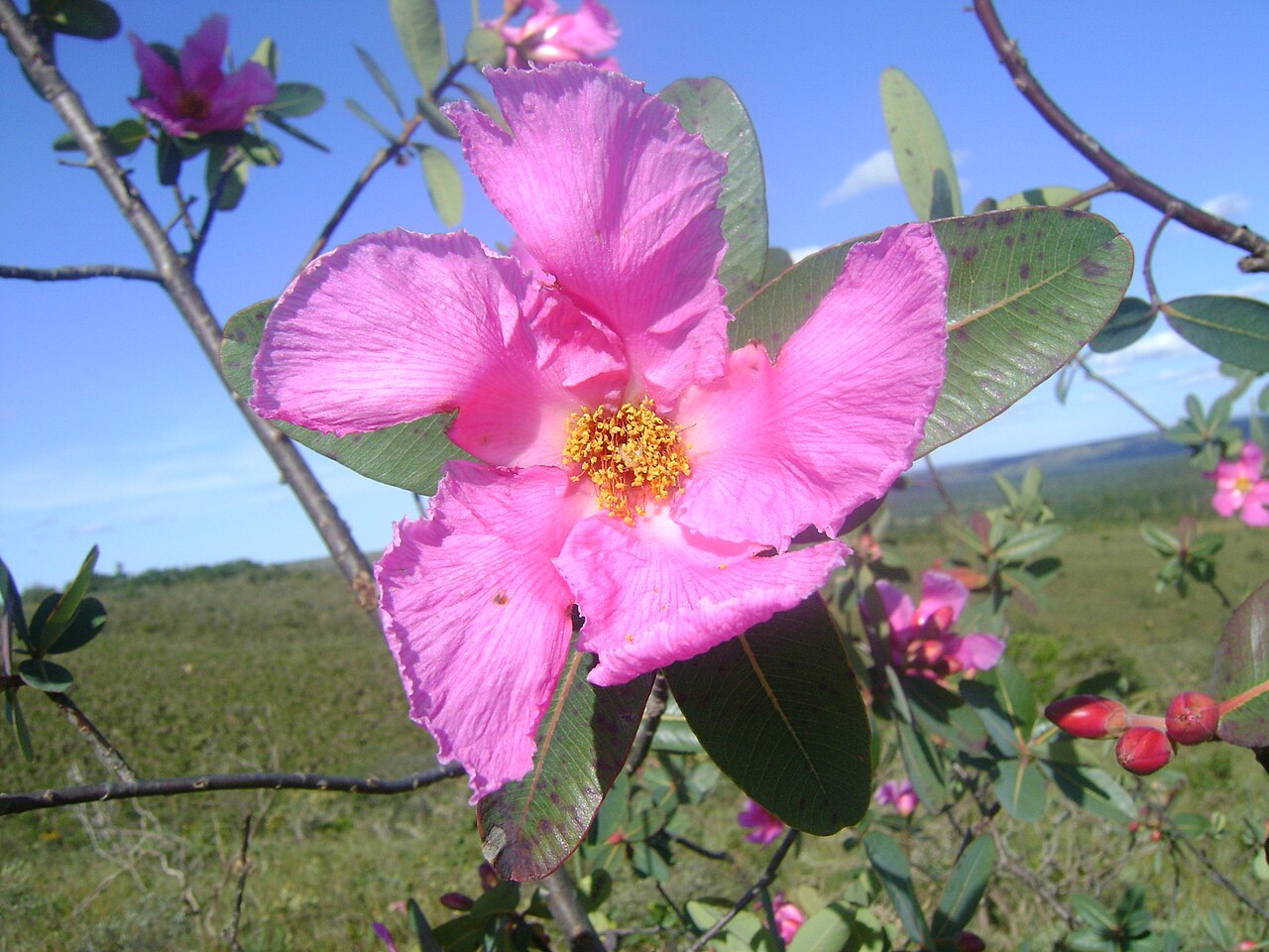 Kielmeyera rubriflora: Flor de Rosa-do-Cerrado, Kielmeyera rubriflora .