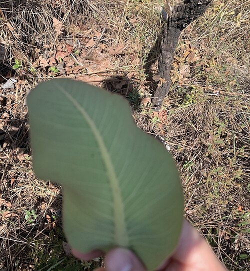 Kielmeyera speciosa: Registro de Kielmeyera speciosa em Parque Estadual dos Pirineus.