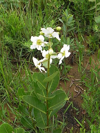 Kielmeyera variabilis: Kielmeyera variabilis Mart. & Zucc. - CLUSIACEAE - Jardim Botânico de Brasília - Brasília - Distrito Federal - Brasil.
