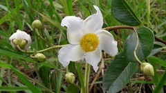 Kielmeyera variabilis (Kielmeyera variabilis)