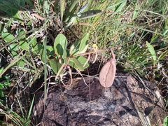Kielmeyera variabilis (Kielmeyera variabilis)