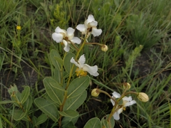Kielmeyera variabilis (Kielmeyera variabilis)