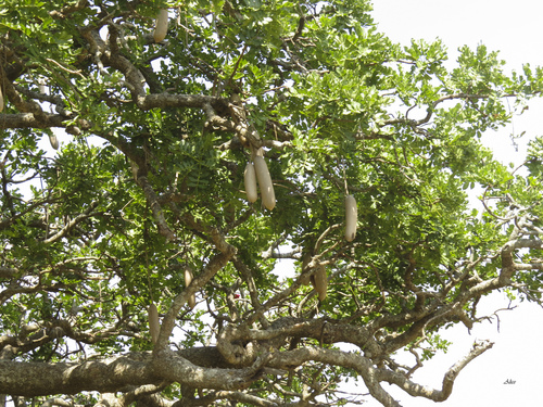Sausage tree (Kigelia africana)
