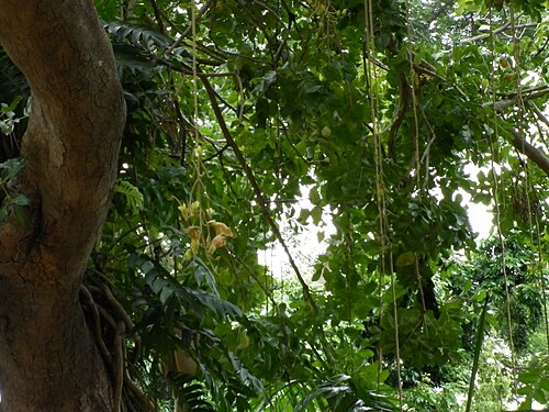 Sausage tree: Taken at pondicherry botanical garden