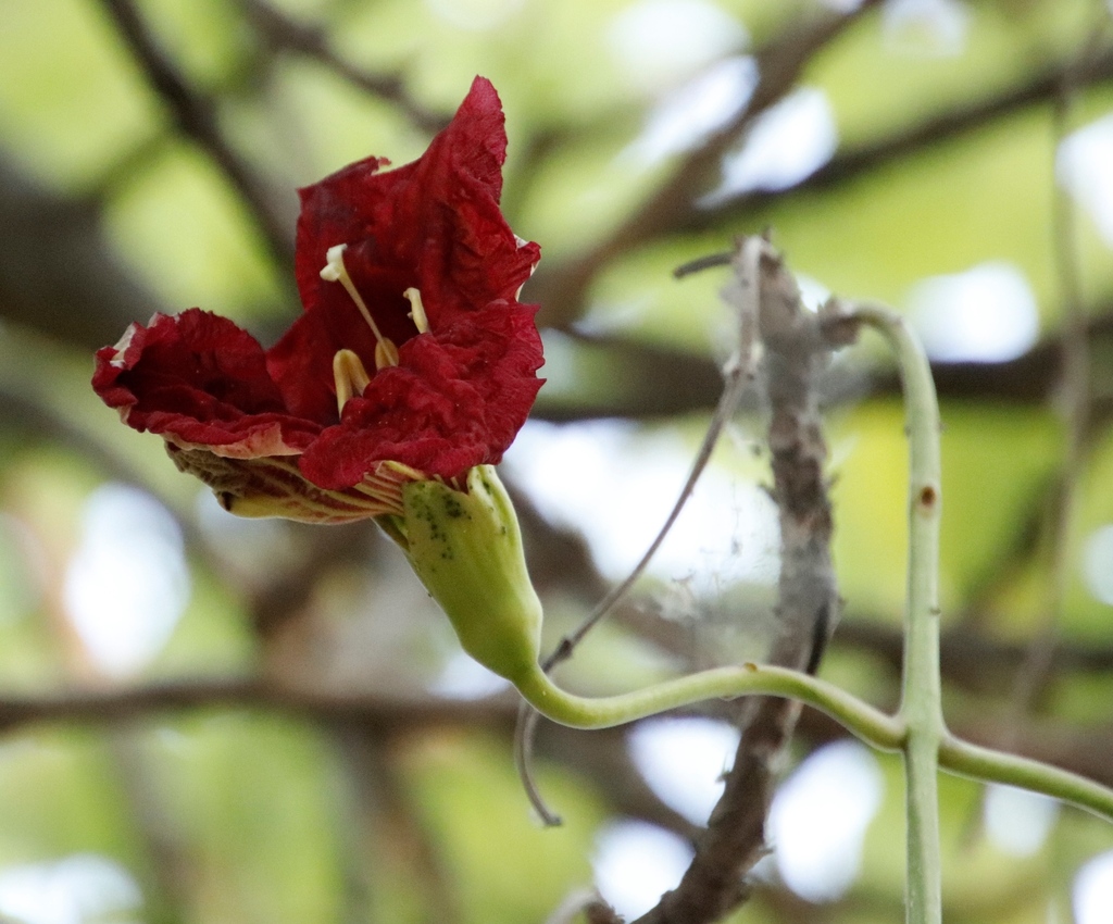 Sausage tree (Kigelia africana)