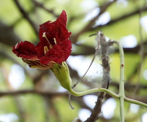 Sausage tree (Kigelia africana)