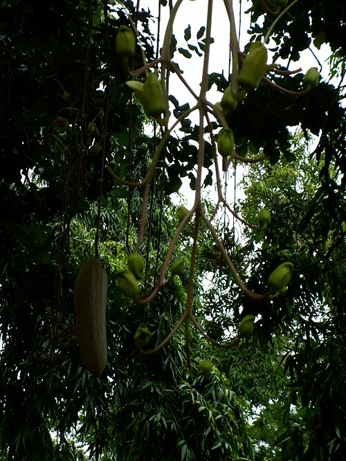 Sausage tree: Taken at pondicherry botanical garden