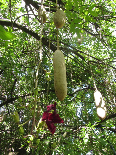 Sausage tree (Kigelia africana)