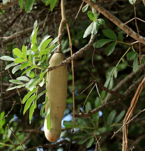 Sausage tree (Kigelia africana)